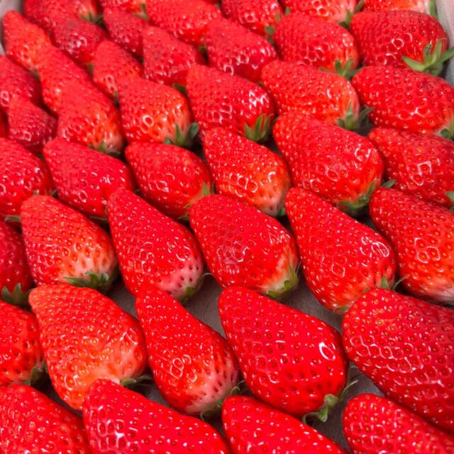 ⚘
立派ないちご🍓

弊社スタッフが以前一緒に働いていた方からいただきました。
スタッフが弊社で活躍していることを最近知ったそうで、お祝いに🎉とのことです。
事務所まで足を運んでくださり、こんな立派な苺まで…本当にありがとうございます。

お祝いにと足を運んでくださった方はもちろん
こんな風に気にかけていただける関係性を築いているスタッフの人柄あってこそだなあ…と感じた出来事でした。

苺はみんなで美味しく頂戴しました🍓🍓🍓

#訪問看護#訪問看護ステーション#在宅医療#菊川市#訪問看護ステーションつむぐ#いちご#苺